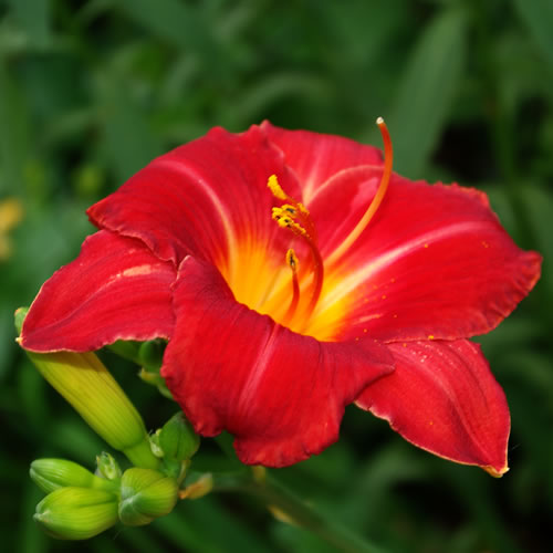 Hemerocallis Ruffled Ruby